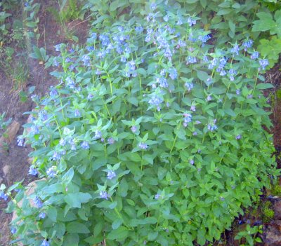 Alpine shrub with blue flowers.